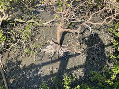 -北海金海湾红树林生态旅游区