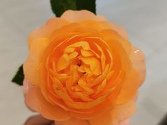 -八合里牛肉火锅(新洲店)