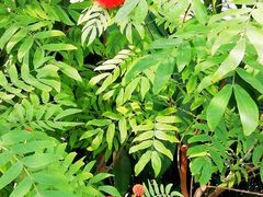 -北京植物园-展览温室