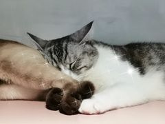 -猫儿山۰猫主题餐厅