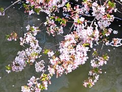 -高东镇樱花园