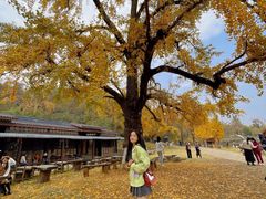 -千年银杏谷文化旅游区