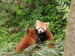 -都江堰中华大熊猫苑