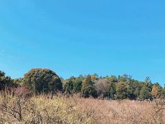 -香雪海