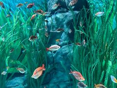 -上海海洋水族馆