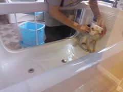 -70cat德文卷毛猫·缅因猫纯种猫舍