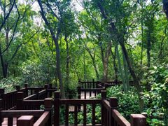 -上海佘山国家森林公园天马山园