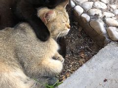 -喵屿·大理花园猫咖