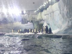 -帝企鹅自助餐厅•儿童岛•真企鹅(长隆企鹅酒店)