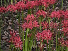 -白塘生态植物园