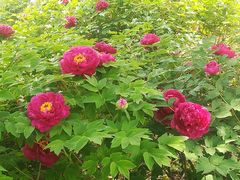 -洛阳郁金香牡丹园