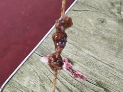 -十里铺铁板鱿鱼