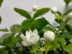 -王国忠甜皮鸭(纬六店)