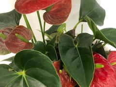 -中国民生银行(上海同福支行)