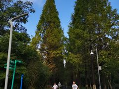 -昆山城市生态森林公园