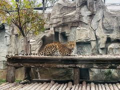 -石家庄市动物园