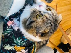 -啵啵喵·猫咖(攀华国际店)