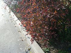 -洨河生态公园