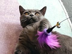 -十年猫舍·猫咪专门店(普陀店)