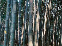 -西湖风景区十里琅珰-五云山