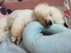 -彩虹桥宠物火化殡葬善终服务(金乐大厦店)