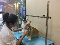 -momokira米努特·德文卷毛猫·棉花面纱犬