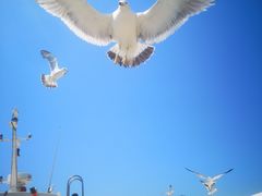 -海驴岛(荣成市)