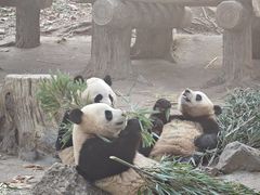 -都江堰中华大熊猫苑