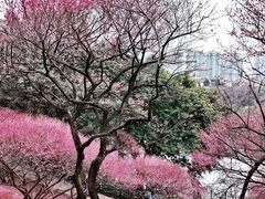 -重庆彩云湖湿地公园