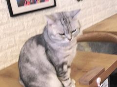 -平行世界·猫咖(首经贸店)