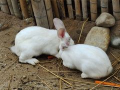 -泉州海丝野生动物世界