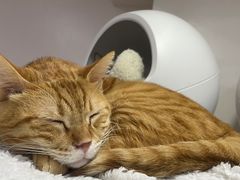 -李小姐の猫咖啡馆(五角场店)