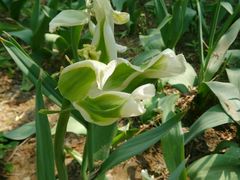 -洛阳郁金香牡丹园