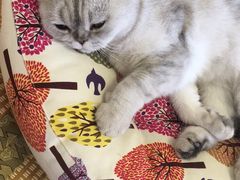 -猫音日语留学培训
