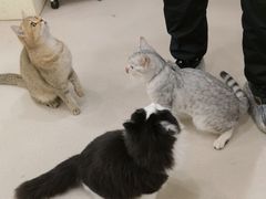 -共舞时光猫咖·狗咖(新街口店)