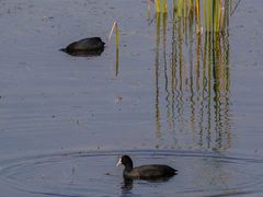 -野鸭湖国家湿地公园