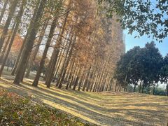 -金岛生态园烧烤露营地