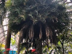 -南山植物园