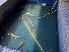 -鸿渡渔庄·特色鸭咀鱼