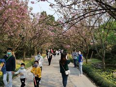 -南山植物园