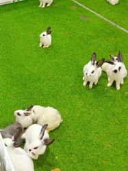 -爱丽丝奇幻乐园