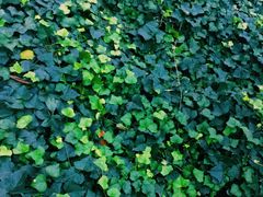 景点-信号山公园