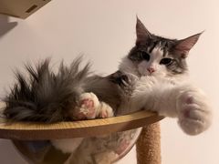 -猫大福·Fortune Cat猫舍(百子湾店)
