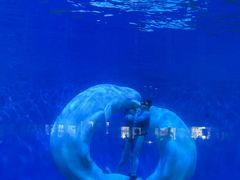 -泉城欧乐堡海洋极地世界