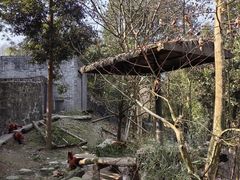 -都江堰中华大熊猫苑