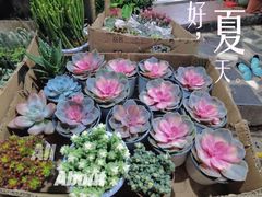 -循礼门鲜花花市(武汉循礼门店)