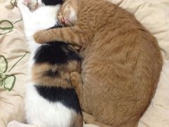 -北京赛佳动物医院