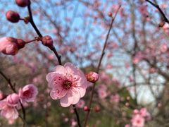 -香雪海