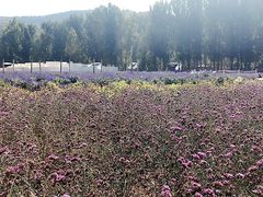 -紫海香堤香草艺术庄园