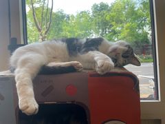 -猫小院猫主题餐厅(南锣旗舰店)